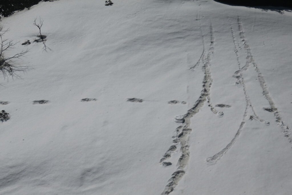 indian army evidence found of him manav yeti mysterious footprints