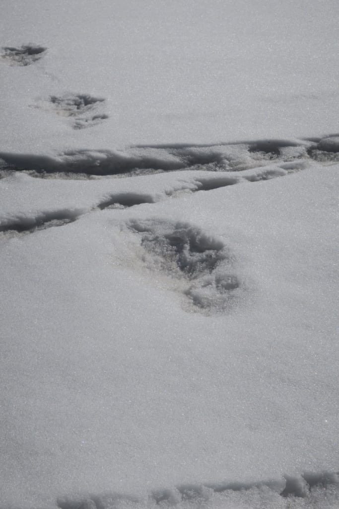 indian army evidence found of him manav yeti mysterious footprints